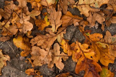 Kırmızı ve turuncu sonbahar yaprakları arka planda. Açık havada. Düşen sonbahar yapraklarının renkli arkaplan resmi mevsimsel kullanım için mükemmel. 