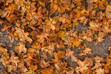 Kırmızı ve turuncu sonbahar yaprakları arka planda. Açık havada. Düşen sonbahar yapraklarının renkli arkaplan resmi mevsimsel kullanım için mükemmel. 