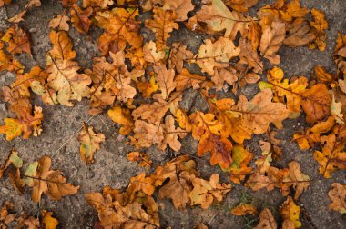 Kırmızı ve turuncu sonbahar yaprakları arka planda. Açık havada. Düşen sonbahar yapraklarının renkli arkaplan resmi mevsimsel kullanım için mükemmel. 
