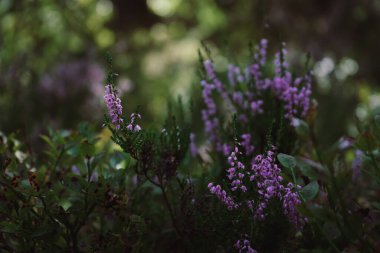 Bulanık arka planda güzel funda çiçekleri. Gün ışığında funda çiçeklerini kapatın..