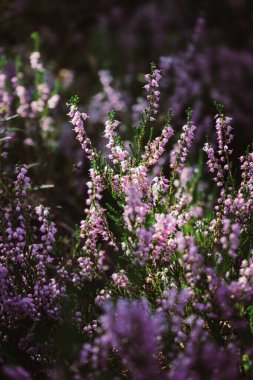 Bulanık arka planda güzel funda çiçekleri. Gün ışığında funda çiçeklerini kapatın..