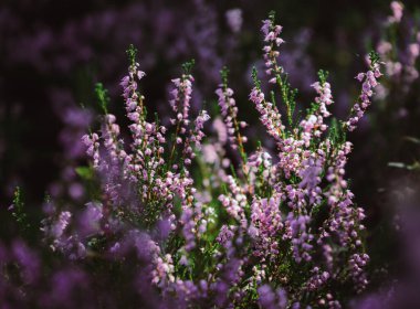 Bulanık arka planda güzel funda çiçekleri. Gün ışığında funda çiçeklerini kapatın..