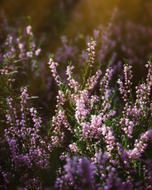 Bulanık arka planda güzel funda çiçekleri. Gün ışığında funda çiçeklerini kapatın..