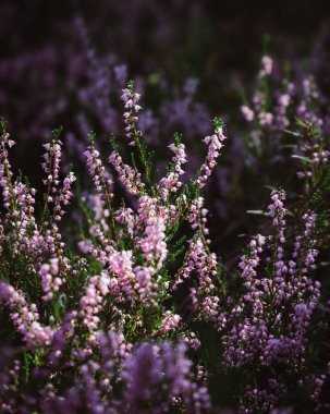 Bulanık arka planda güzel funda çiçekleri. Gün ışığında funda çiçeklerini kapatın..