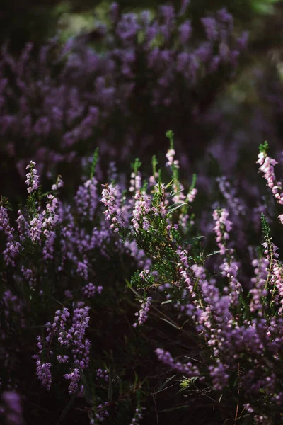 Bulanık arka planda güzel funda çiçekleri. Gün ışığında funda çiçeklerini kapatın..