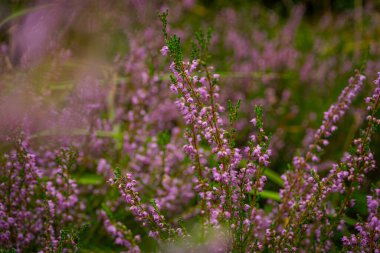 Bulanık arka planda güzel funda çiçekleri. Gün ışığında funda çiçeklerini kapatın..