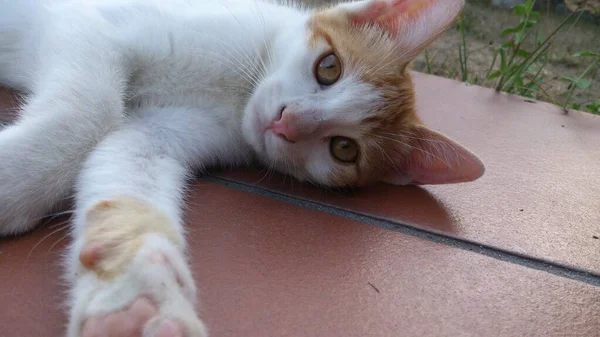 Cute Orange White Kitten Honey Colored Eyes Lying Floor Trying — Stock Fotó