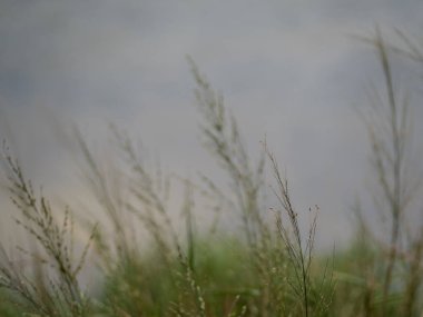 Çimen çiçekleri rüzgarda savruluyor