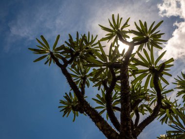 Madagaskar palmiyesinin alçak açılı görüntüsü Mavi gökyüzüne karşı dikenli çöl bitkisi