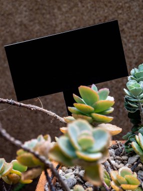 Sulu bitki Kalanchoe Lavanta Kafa derisi etiketli boş bitki etiketi