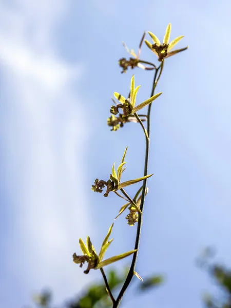 Pequeñas Flores Orquídea Eulofia Andamanensis Orquídea Terrestre Sobre Fondo Del —  Fotos de Stock