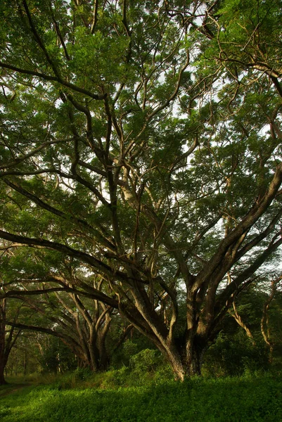 Schatten Des Regenschirms Großer Baum Wald — Stockfoto