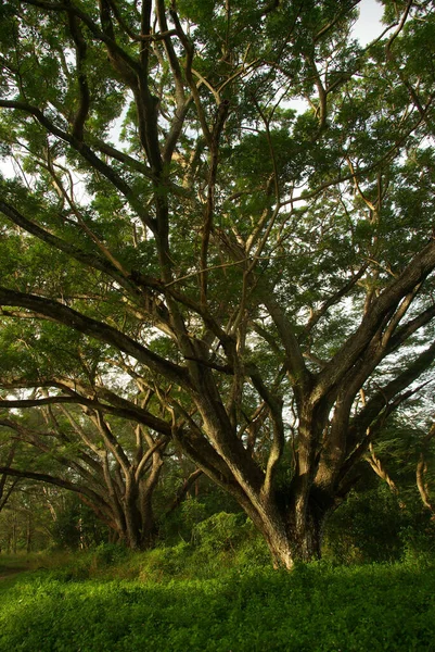 Sombra Del Dosel Del Árbol Lluvia Árbol Grande Bosque —  Fotos de Stock