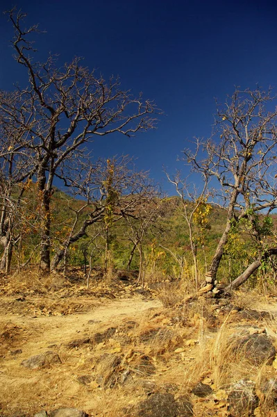 Sequedad Del Bosque Caducifolio Invierno Norte Tailandia —  Fotos de Stock