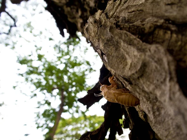 Closeup Molt Cicada Casca Árvore — Fotografia de Stock