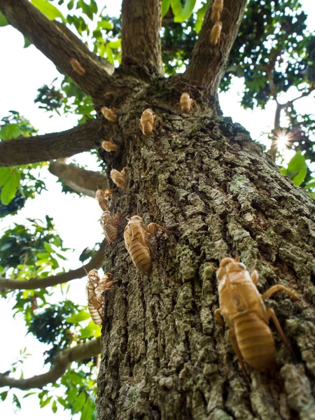 Primer Plano Molt Cicada Corteza Árbol —  Fotos de Stock