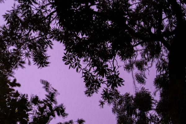 Bewegende Baumsilhouette Regen Als Hintergrund Der Gespenstischen Stimmung — Stockfoto