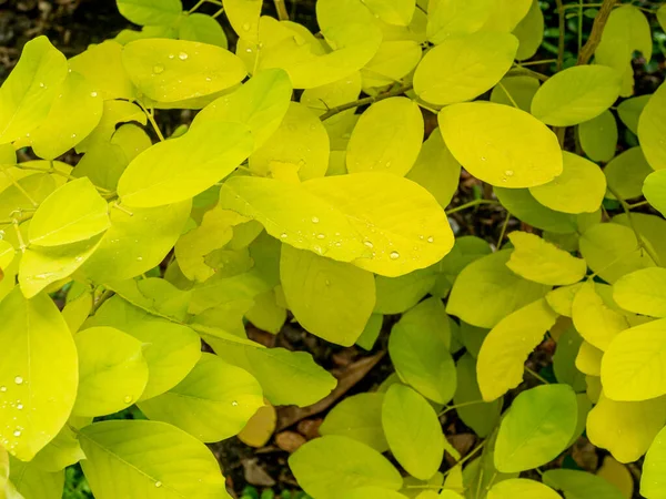 Hojas Color Amarillo Dorado Por Especies Dendrolobium Umbellatum —  Fotos de Stock