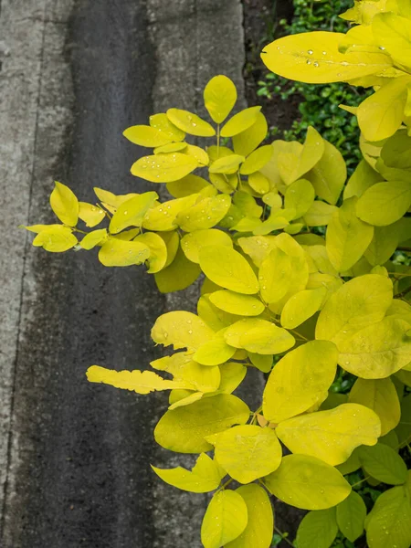 Folhas Amarelas Douradas Por Espécie Dendrolobium Umbellatum — Fotografia de Stock