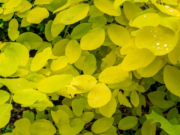 Χρυσοκίτρινο Φύλλα Ανά Είδος Dendrolobium Umbellatum — Φωτογραφία Αρχείου