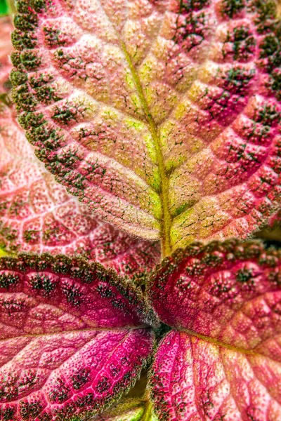Buntes Muster Und Weiches Fell Auf Der Blattoberfläche Der Teppichpflanze — Stockfoto