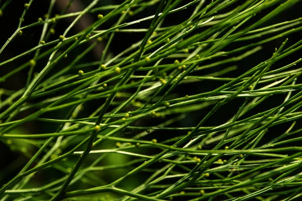 Esporangia Psilotum Nudum Tallos Aéreos Que Surgen Rizomas Horizontales —  Fotos de Stock