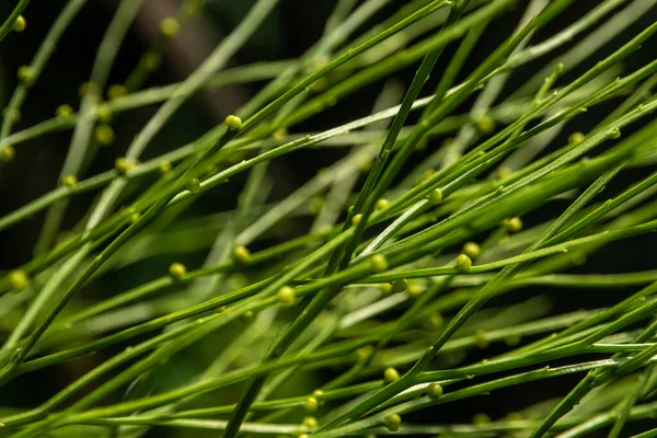 Esporangia Psilotum Nudum Tallos Aéreos Que Surgen Rizomas Horizontales —  Fotos de Stock