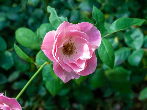 Bukiet Różowych Róż Obszarze Sadzenia — Zdjęcie stockowe