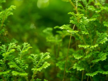 Spike Moss eğreltiotu yapraklarının tam çerçeve dokusu