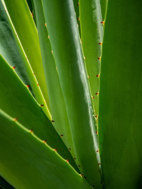 Agave sulu bitki, Agave yaprağı dikenli taze yapraklar üzerine beyaz balmumu kapatın