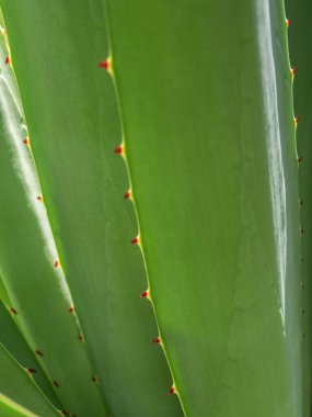 Agave sulu bitki, Agave yaprağı dikenli taze yapraklar üzerine beyaz balmumu kapatın