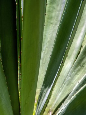 Agave sulu bitki, Agave yaprağı dikenli taze yapraklar üzerine beyaz balmumu kapatın