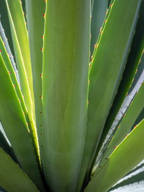 Agave sulu bitki, Agave yaprağı dikenli taze yapraklar üzerine beyaz balmumu kapatın