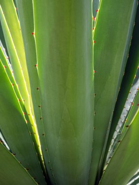 Agave sulu bitki, Agave yaprağı dikenli taze yapraklar üzerine beyaz balmumu kapatın