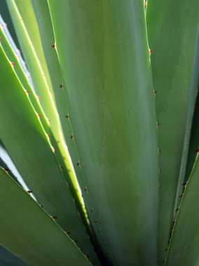 Agave sulu bitki, Agave yaprağı dikenli taze yapraklar üzerine beyaz balmumu kapatın