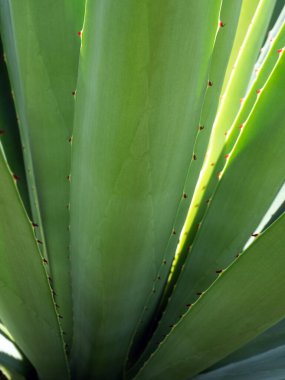 Agave sulu bitki, Agave yaprağı dikenli taze yapraklar üzerine beyaz balmumu kapatın