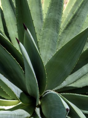 Agave sulu bitki, Agave yaprağı dikenli taze yapraklar üzerine beyaz balmumu kapatın