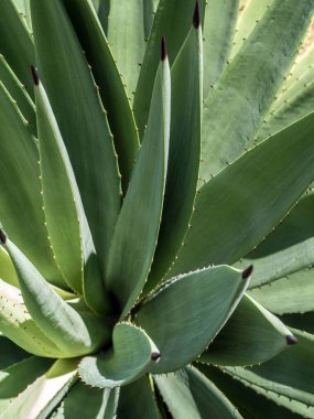 Agave sulu bitki, Agave yaprağı dikenli taze yapraklar üzerine beyaz balmumu kapatın