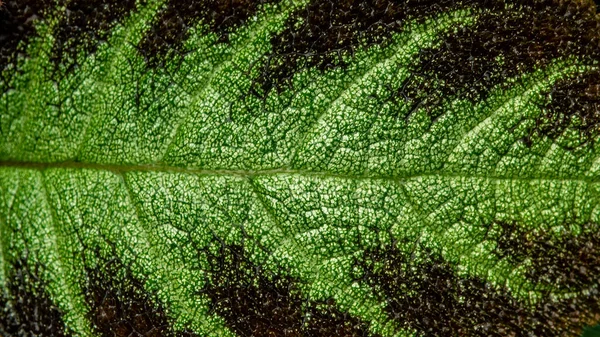 Buntes Muster Und Weiches Fell Auf Der Blattoberfläche Der Teppichpflanze — Stockfoto