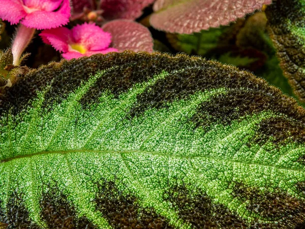 Padrão Colorido Pêlo Macio Superfície Folha Planta Tapete — Fotografia de Stock