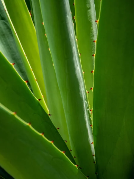 Agave Planta Suculenta Cerca Cera Blanca Hojas Frescura Con Espina —  Fotos de Stock