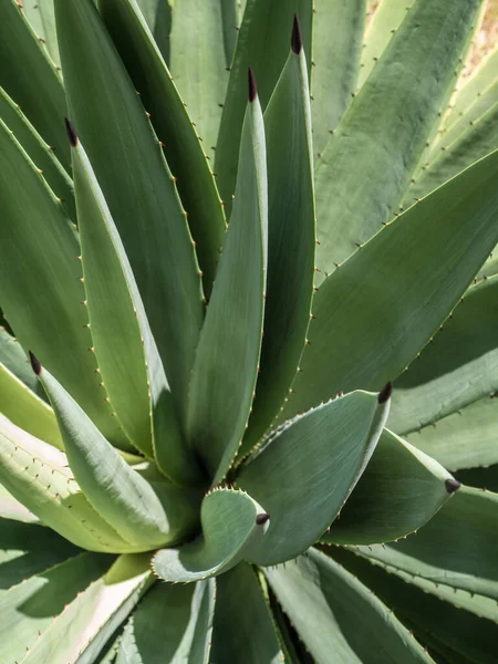 Agave Planta Suculenta Cerca Cera Blanca Hojas Frescura Con Espina —  Fotos de Stock