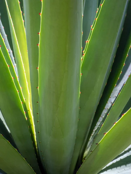 Agave Succulent Plant Close White Wax Freshness Leaves Thorn Agave Stock Image
