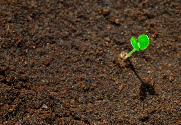 Young Seeding Sprout Moist Soil — Stock Photo, Image