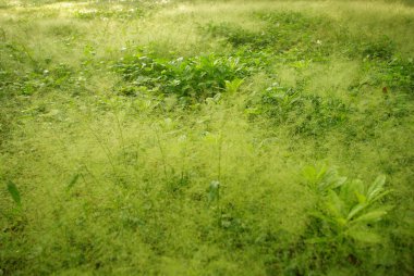 Cyrtococcum tarlayı sabah altın ışığında patentliyor.