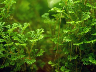 Spike Moss eğreltiotunun ince ve narin yaprakları