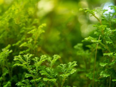 Spike Moss eğreltiotunun ince ve narin yaprakları