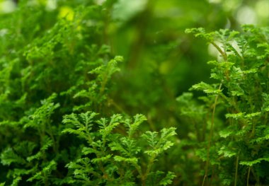 Spike Moss eğreltiotunun ince ve narin yaprakları