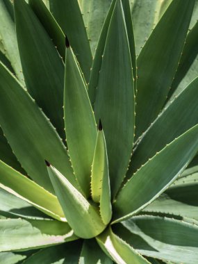 Agave sulu bitki, Agave yaprağı dikenli taze yapraklar üzerine beyaz balmumu kapatın