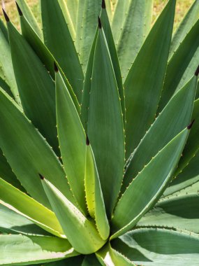 Agave sulu bitki, Agave yaprağı dikenli taze yapraklar üzerine beyaz balmumu kapatın